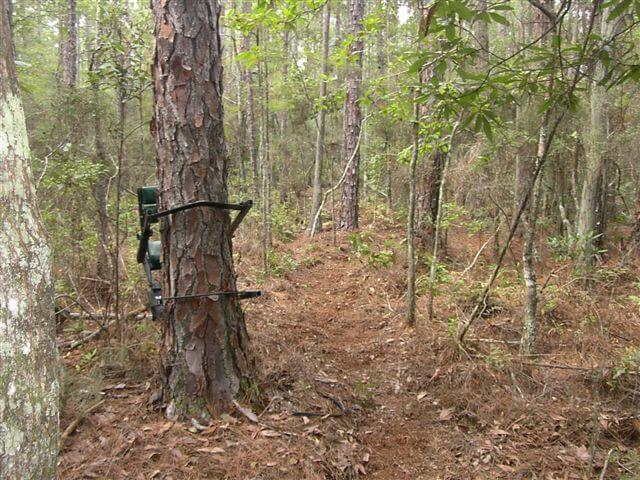 Best Climbing Tree Stand for Big Guys