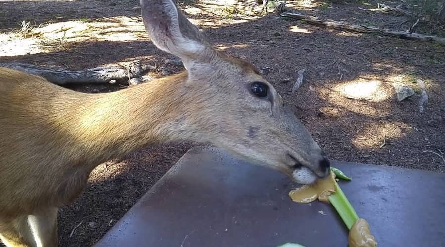 How to Attract Deer with Peanut Butter