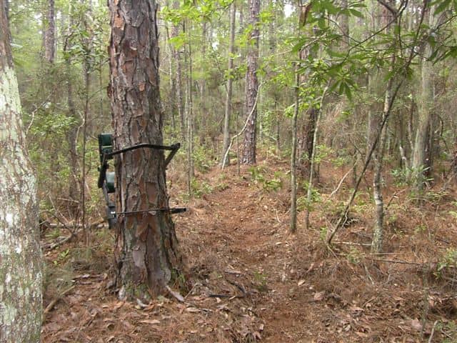 how to use a climbing tree stand