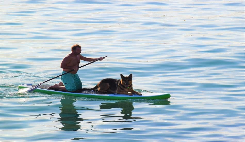 How To SUP With Your Pup