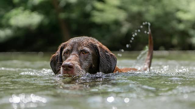 Teach Your Dog How to Swim