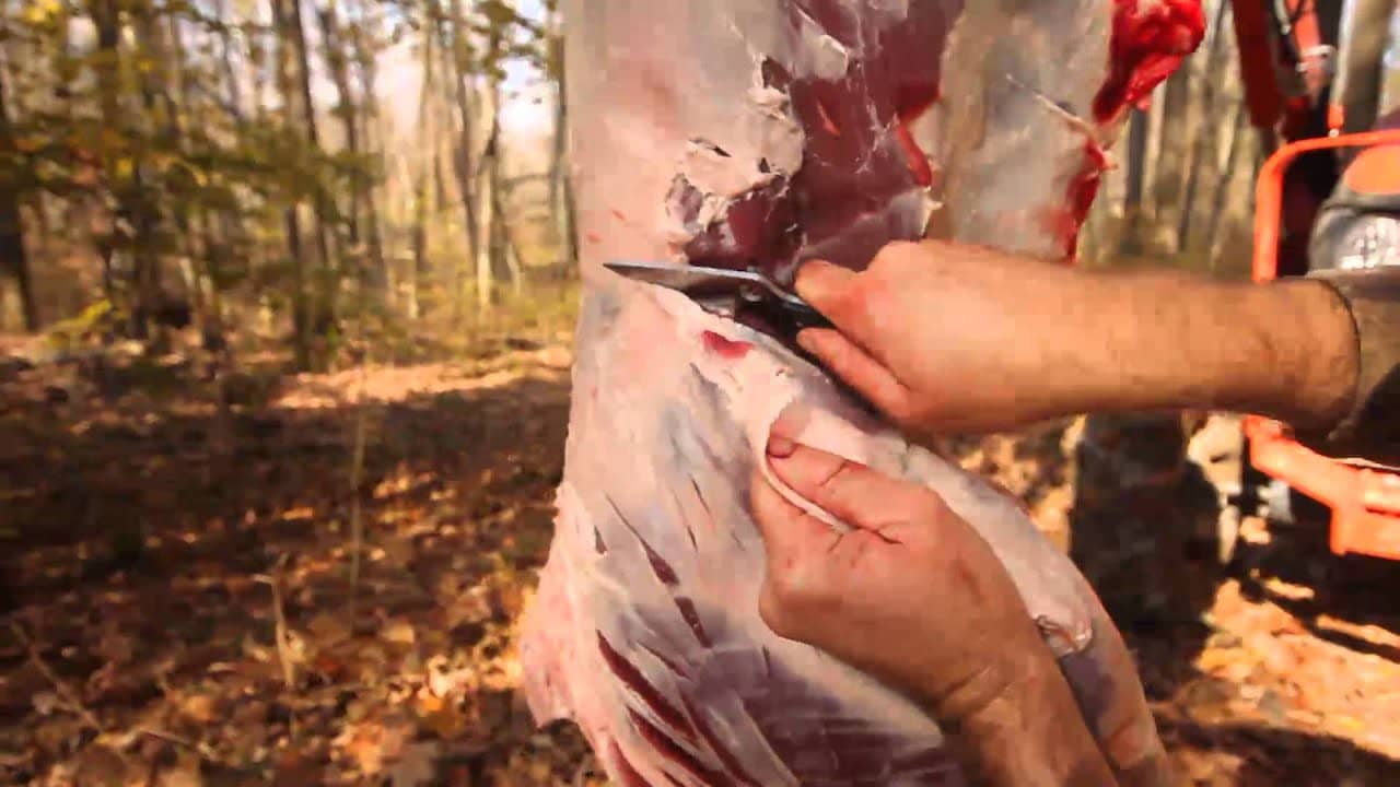how to butcher a deer